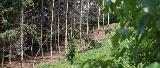 wald