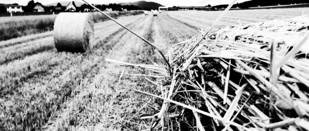 Landwirtschaft